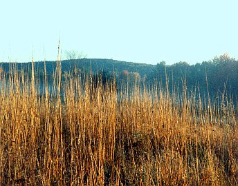 Geodesic Dome Project Photo