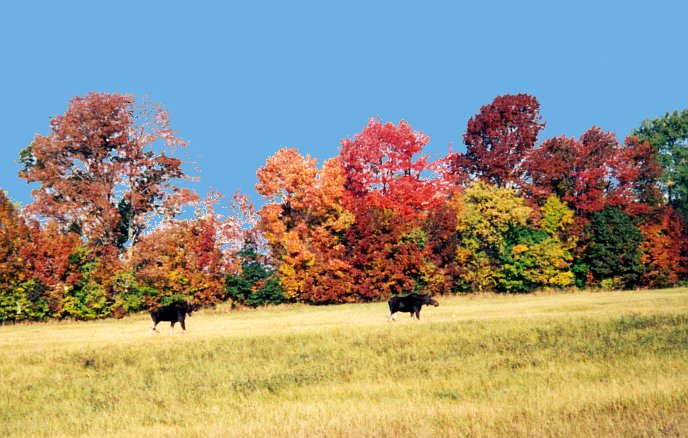 Geodesic Dome Project Photo
